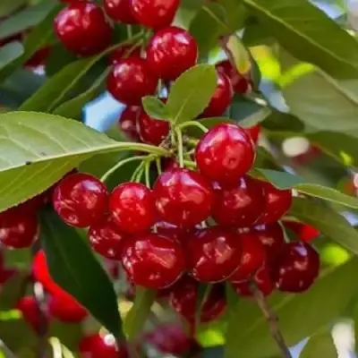 Вишня ГИРЛЯНДА в Осиповичах