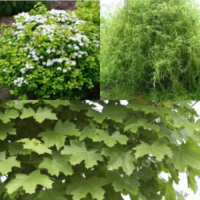 Комплект ЗЕЛЕНЫЙ ОАЗИС в Осиповичах