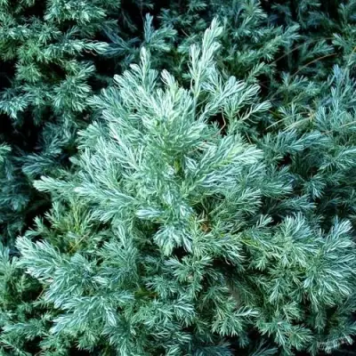 Кипарисовик БУЛЕВАРД горохоплодный в Осиповичах