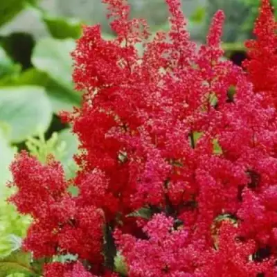 Астильба ЭТНА Арендса в Осиповичах