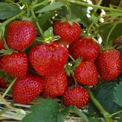 Клубника ЗЕНГА-ЗЕНГАНА в Осиповичах