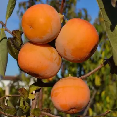 Хурма РОССИЯНКА в Осиповичах