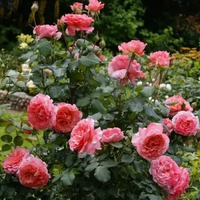 Роза ЛОРАН КАБРОЛЬ шраб в Осиповичах