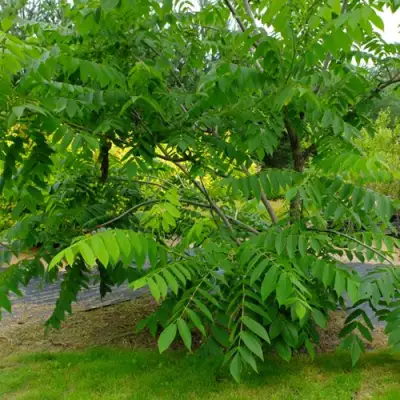 Орех МАНЬЧЖУРСКИЙ в Осиповичах