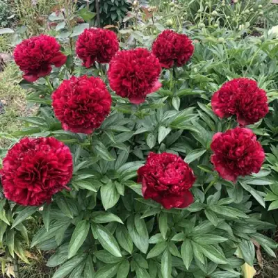 Пион ГАЛАКТИКА травянистый в Осиповичах