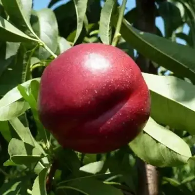 Нектарин БИГ-ТОП в Осиповичах