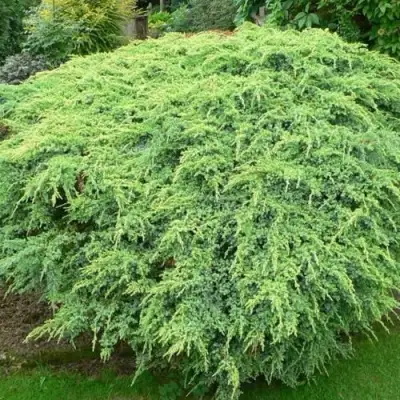 Можжевельник ХОЛГЕР чешуйчатый в Осиповичах