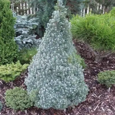 Ель САНДЕРС БЛЮ канадская в Осиповичах