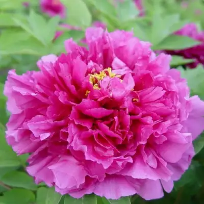 Пион ЛИЛОВАЯ ФАНТАЗИЯ древовидный в Осиповичах