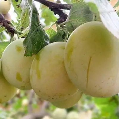 Слива УТРО в Осиповичах