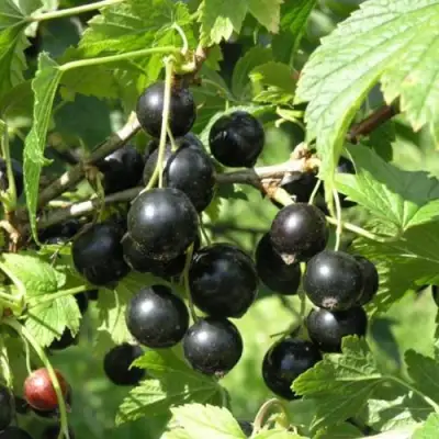 Смородина чёрная ПАМЯТЬ ВАВИЛОВА в Осиповичах