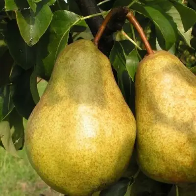 Груша СИЛЬВА в Осиповичах