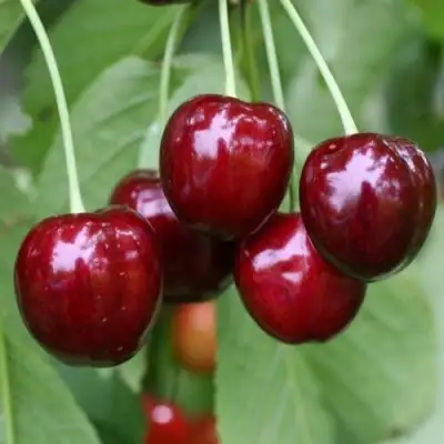 Черешня ВАЛЕРИЙ ЧКАЛОВ в Осиповичах