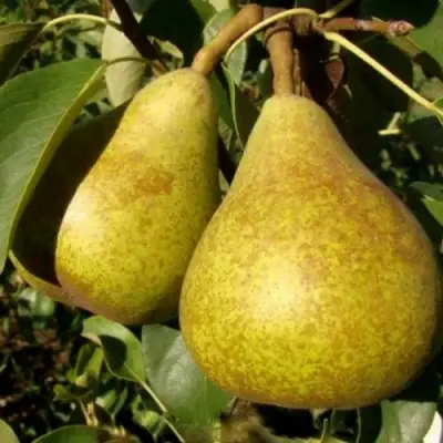 Груша ГЕНЕРАЛ ЛЕКЛЕРК в Осиповичах