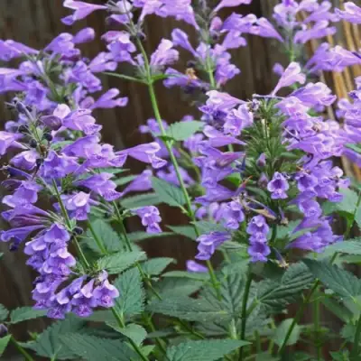 Котовник БЛЮ ДРИМС полусидячий в Осиповичах