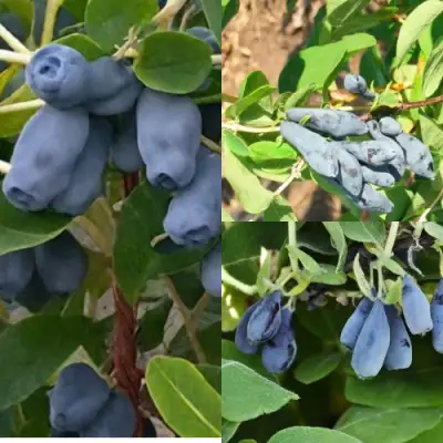 Комплект СЕВЕРНЫЕ ВИТАМИНЫ в Осиповичах