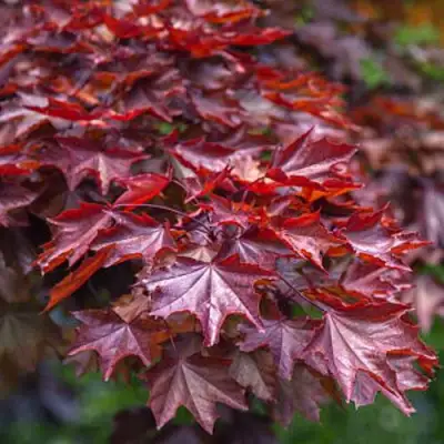 Клен КРИМСОН КИНГ остролистный в Осиповичах