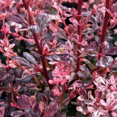 Барбарис АРЛЕКИН тунберга в Осиповичах