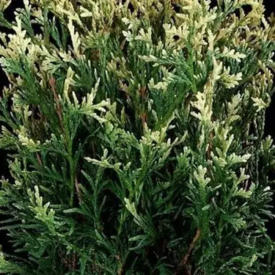 Туя ГОЛД ПЕРЛ западная в Осиповичах