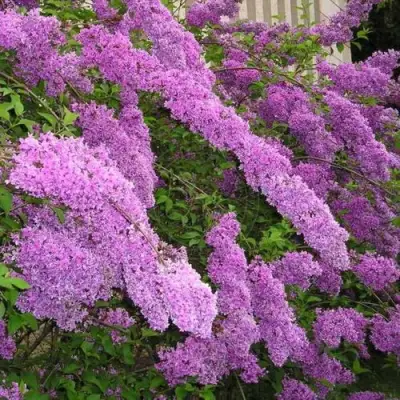 Сирень КИТАЙСКАЯ в Осиповичах