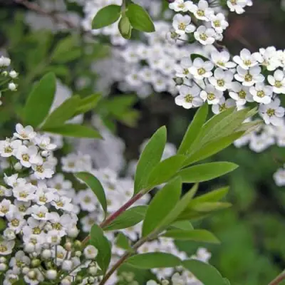 Спирея АРГУТА в Осиповичах