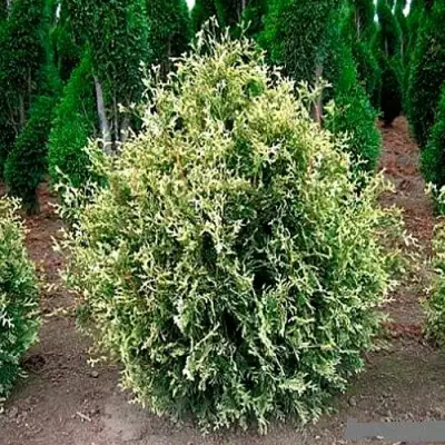 Туя ГОЛД ПЕРЛ западная в Осиповичах