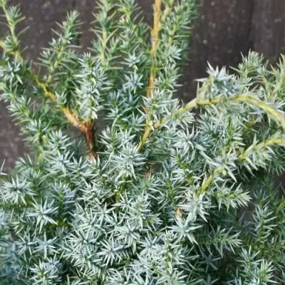 Можжевельник БЛЮ АЛЬПС китайский  в Осиповичах