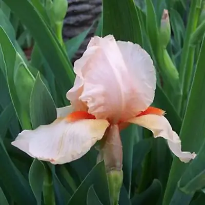 Ирис ПАТИ ДРЕСС бородатый в Осиповичах