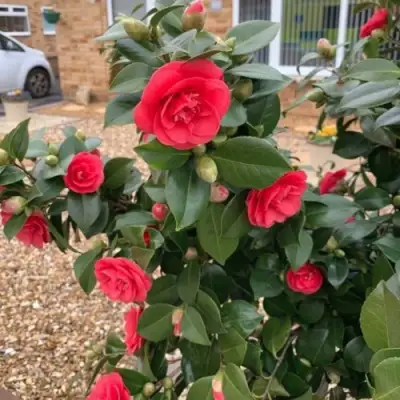 Камелия ЛЕДИ КЭМПБЕЛЛ в Осиповичах