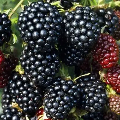 Ежевика ЭВЕРГРИН бесшипная  в Осиповичах