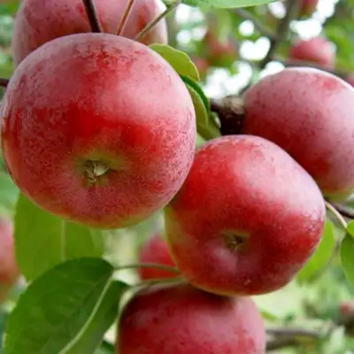 Яблоня ПОСПЕХ в Осиповичах