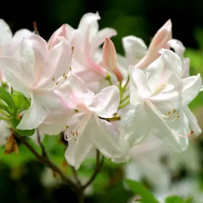 Азалия УАЙТ ЛАЙТС листопадная в Осиповичах