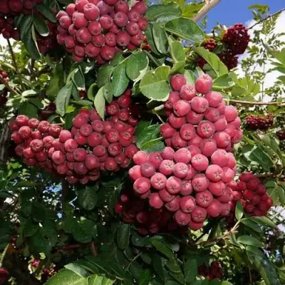 Рябина ТИТАН сладкоплодная  в Осиповичах