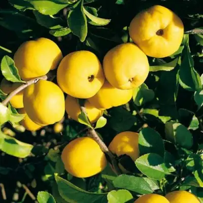 Айва ЦЕЗАРЬ в Осиповичах