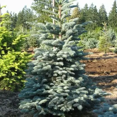 Пихта благородная в Осиповичах