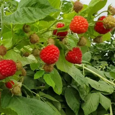 Малина КВЕЛЛИ в Осиповичах