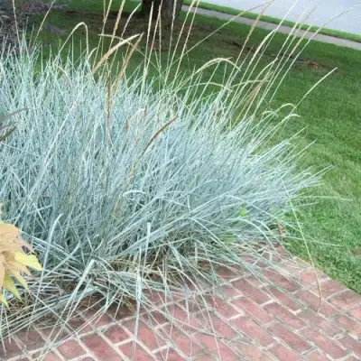 Элимус БЛЮ ДЮН песчаный в Осиповичах