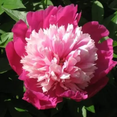 Пион КАПЛЯ РОСЫ травянистый в Осиповичах