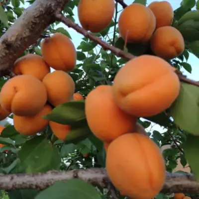 Абрикос ГОЛД РИЧ в Осиповичах