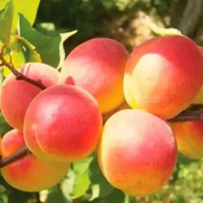 Абрикос NJA-19 в Осиповичах