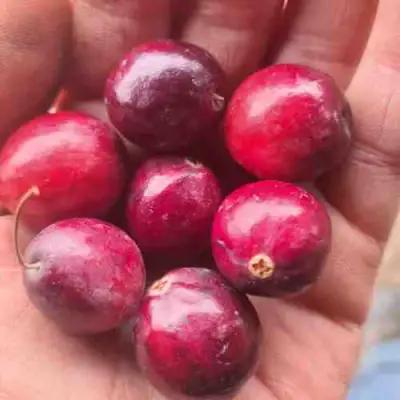 Клюква БАИН 6 в Осиповичах