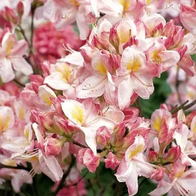 Азалия САТОМИ японская в Осиповичах