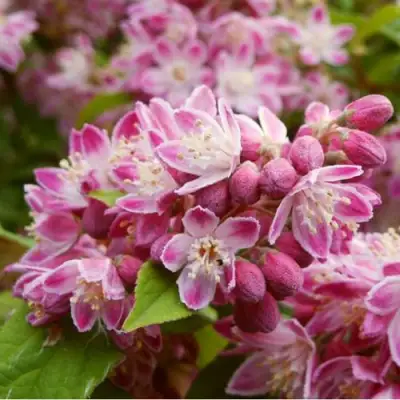 Дейция СТРОБЕРРИ ФИЛДС  в Осиповичах