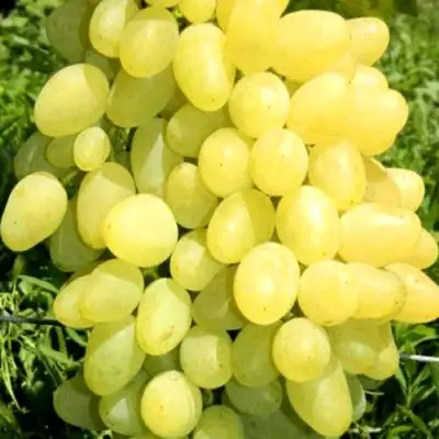 Виноград ЗАРНИЦА в Осиповичах