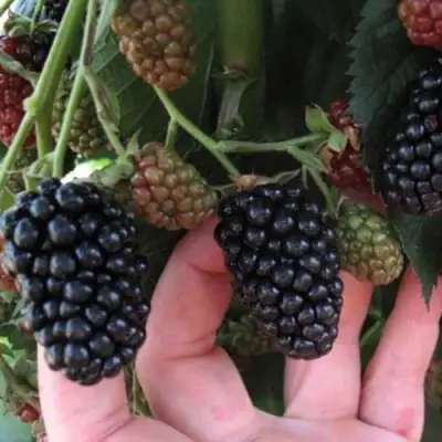 Ежевика НЕБЕСА МОГУТ ПОДОЖДАТЬ бесшипная  в Осиповичах