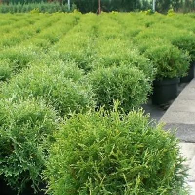 Туя ТИНИ ТИМ западная в Осиповичах