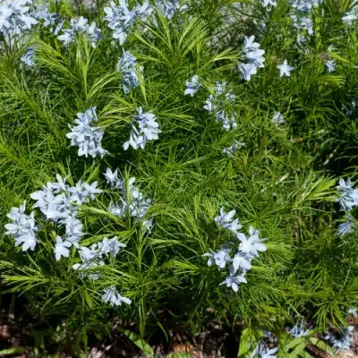 Амсония РЕСНИТЧАТАЯ в Осиповичах