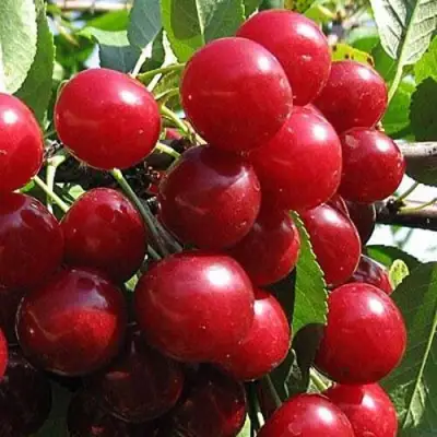 Вишня ГЛУБОКСКАЯ в Осиповичах