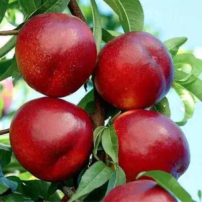 Нектарин БИГ-ТОП в Осиповичах