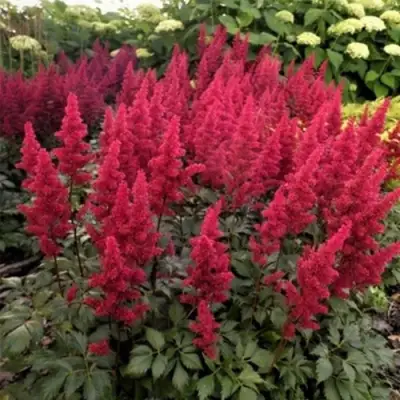 Астильба ФАНАЛ в Осиповичах